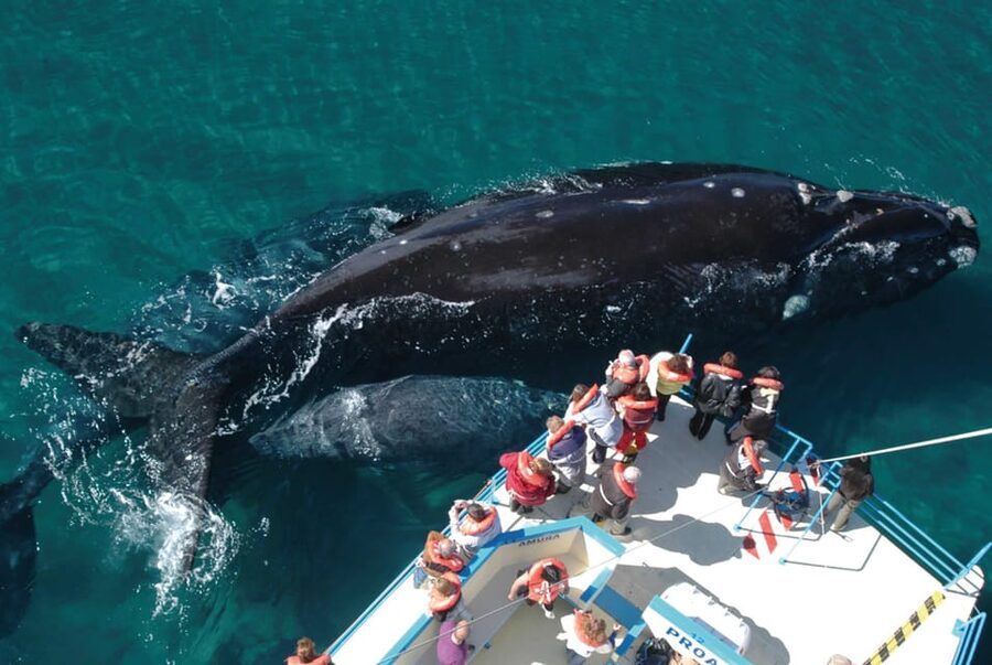 Valdes Peninsula: Full Day with Whale Watching - Key Highlights You Should Care About