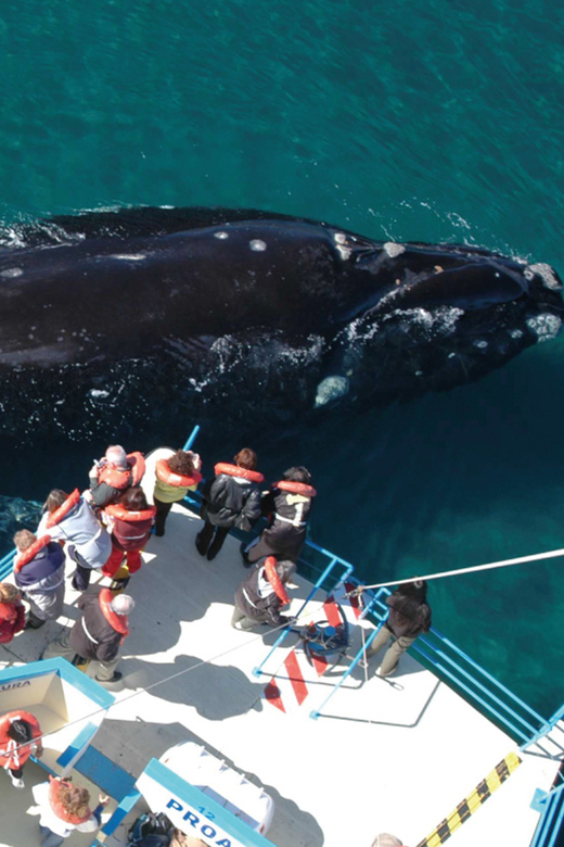Valdes Peninsula: Full Day with Whale Watching - Your Day Starts Early: Getting to Puerto Pirámides