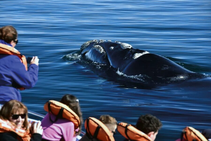 Valdes Peninsula: Full Day with Whale Watching - Salinas Grande and Chica: The Southern Drive That Feels Like Patagonia