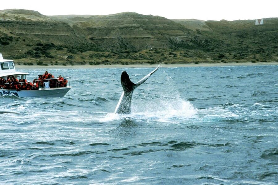 Valdes Peninsula: Full Day with Whale Watching - Caleta Valdés and Punta Cantor: Elephant Seals on the Atlantic