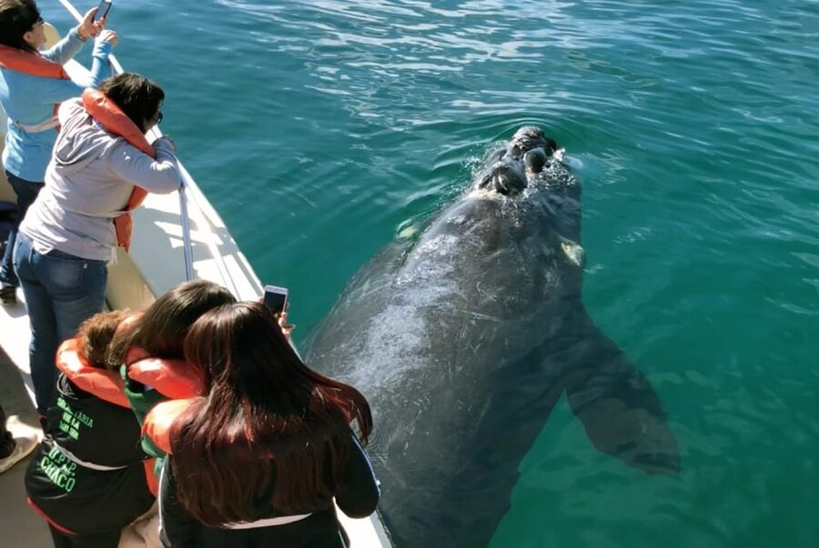 Valdes Peninsula: Full Day with Whale Watching - Punta Norte as a Marine-Fauna Swap, Plus the Carlos Ameghino Center