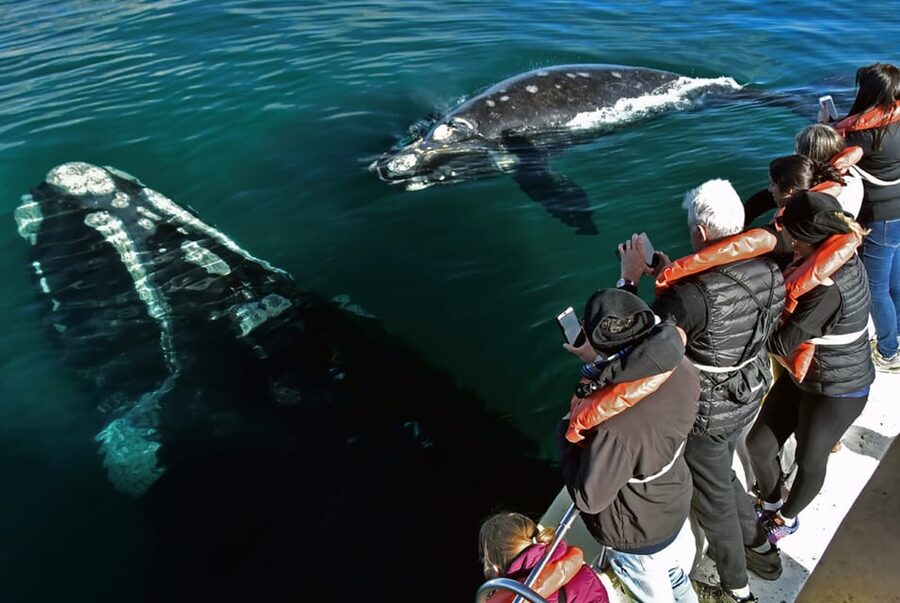 Valdes Peninsula: Full Day with Whale Watching - Wildlife Beyond Whales: What You Can Spot on Land