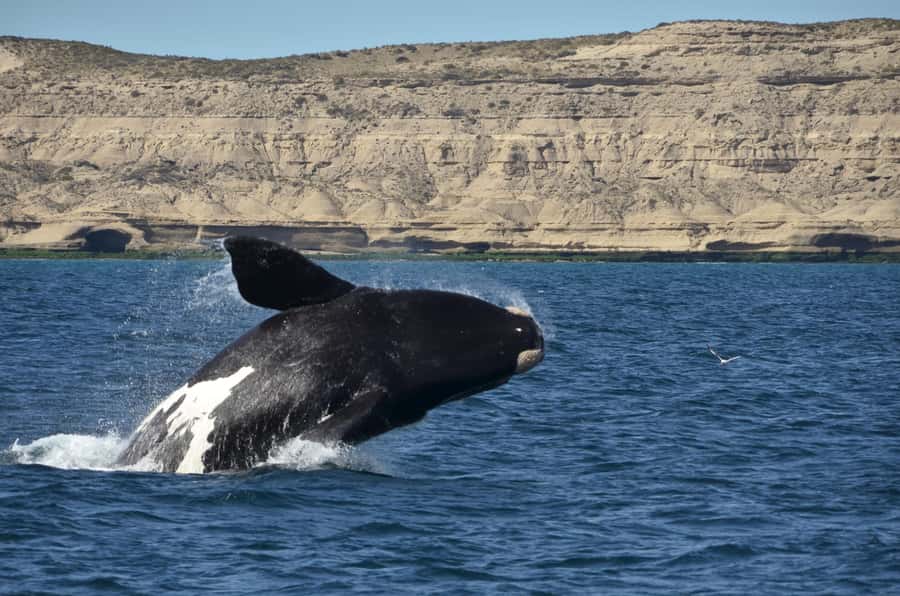 Whale Watching Boat - Southern Right Whales From Puerto Pirámides, Chubut