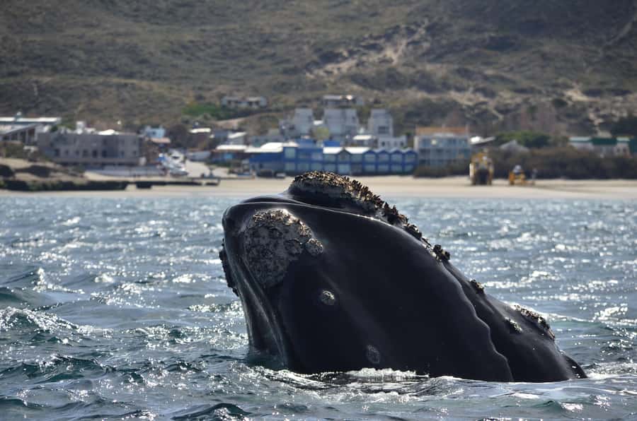 Whale Watching Boat - Onboard Whale Guides: The Difference Between Seeing and Understanding