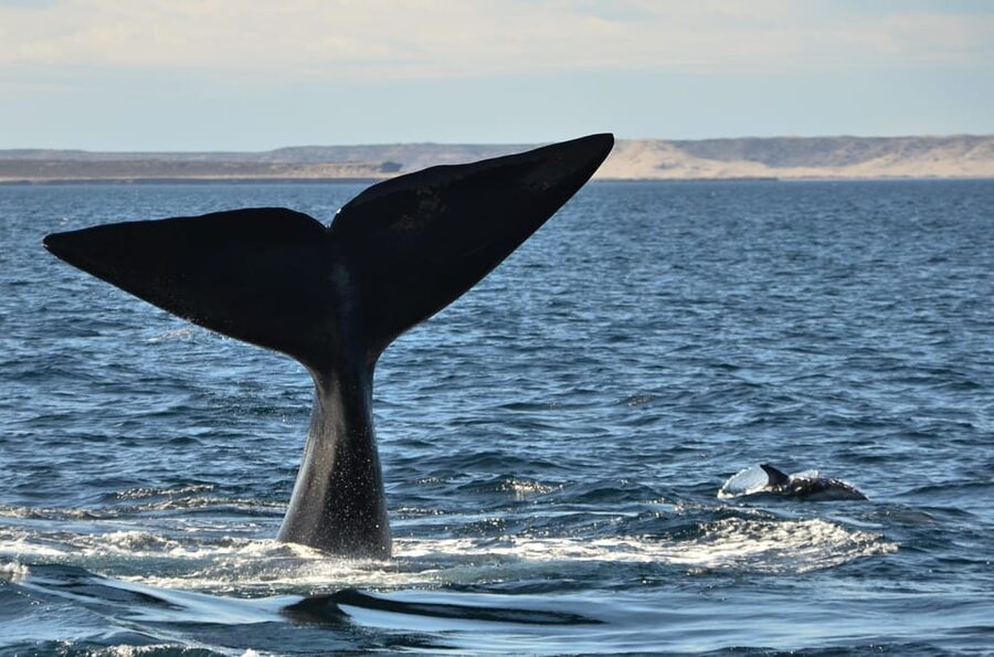 Whale Watching Boat - What’s Included, What’s Not, and Why It Matters