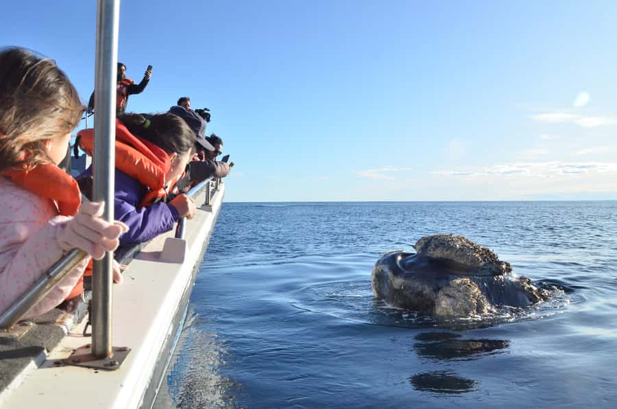Whale Watching Boat - Weather and Cancellations: What You Should Plan For