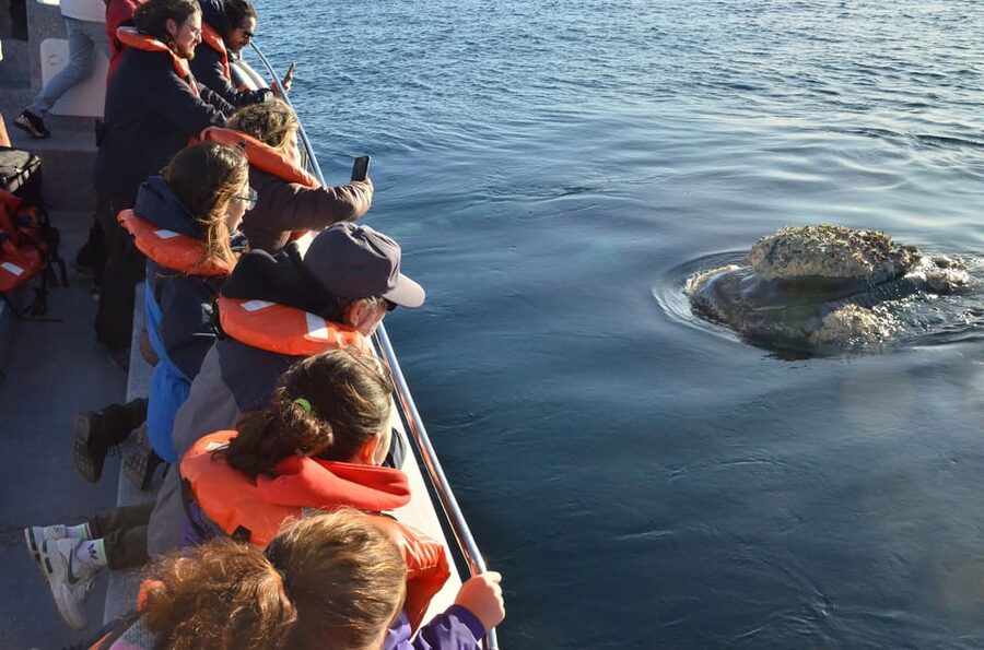 Whale Watching Boat - Who This Trip Fits Best