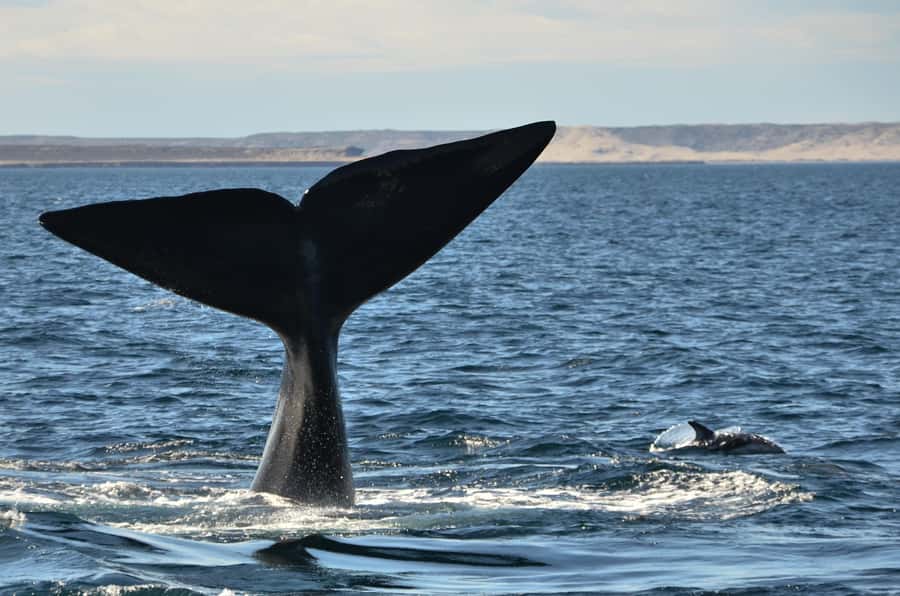 Whale Watching Boat - The 90-Minute Boat Ride: How the Timing Works