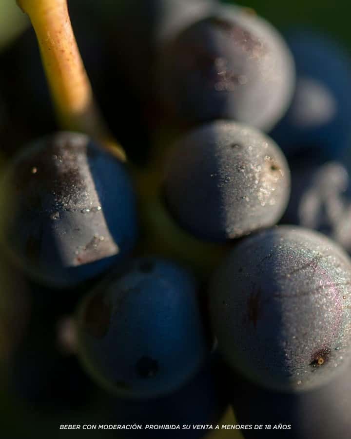 Wine Icons: Meet Salentein at the heart of Uco Valley - What each wine category teaches you (without sounding like a textbook)