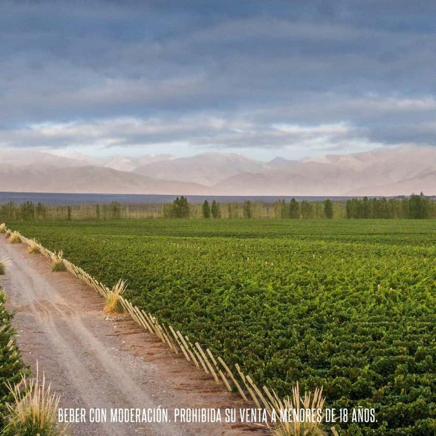 Wine Icons: Meet the sparkling world of Chandon - Luján de Cuyo Lunch Time, Optional but Worth Planning