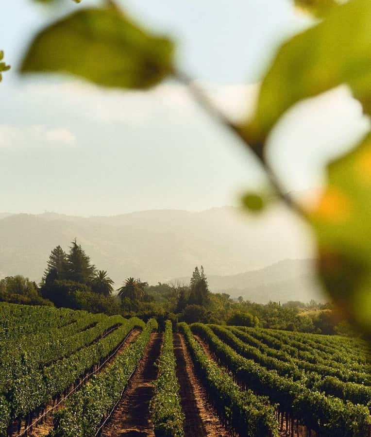 Wine Icons: Meet the sparkling world of Chandon - Getting What You Pay For: Price, Value, and Time