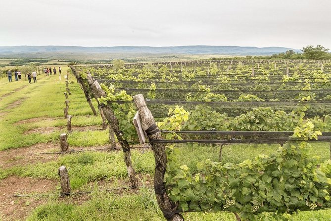 Wine Tour Privado a Calamuchita, Córdoba - Argentina - Key highlights worth your attention