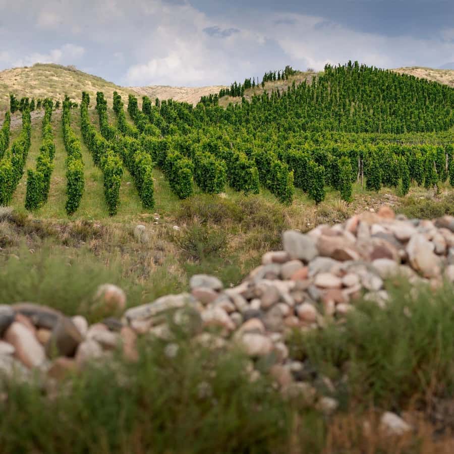 Zuccardi Full Paired Lunch at Piedra Infinita in Uco Valley - What to Bring and How to Prepare for a Comfortable Afternoon